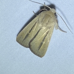 Leucania diatrecta at Numeralla, NSW - suppressed