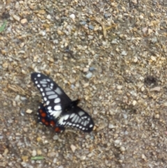 Papilio anactus (Dainty Swallowtail) at Queanbeyan East, NSW - 6 Mar 2022 by SophiaRez