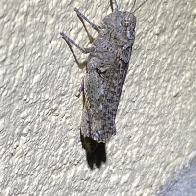 Peakesia hospita (Common Peakesia Grasshopper) at Numeralla, NSW - 13 Mar 2022 by Steve_Bok