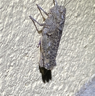 Peakesia hospita (Common Peakesia Grasshopper) at Numeralla, NSW - 13 Mar 2022 by SteveBorkowskis