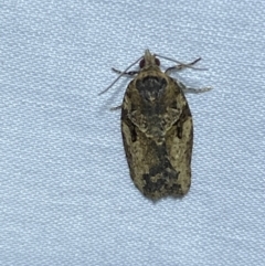 Epiphyas ashworthana (Ashworth's Tortrix) at Numeralla, NSW - 13 Mar 2022 by SteveBorkowskis