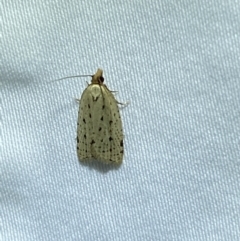 Fuscicepsana undescribed species at Numeralla, NSW - 13 Mar 2022 by SteveBorkowskis