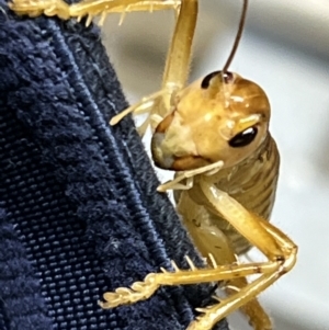 Arrolla longicauda at Canberra Airport, ACT - 14 Mar 2022