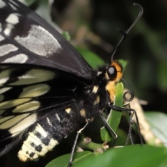 Papilio anactus (Dainty Swallowtail) at Acton, ACT - 13 Mar 2022 by TimL