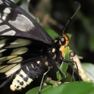 Papilio anactus at Acton, ACT - 13 Mar 2022