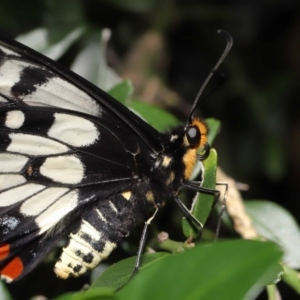 Papilio anactus at Acton, ACT - 13 Mar 2022