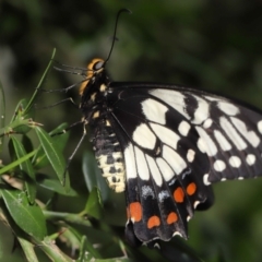 Papilio anactus at Acton, ACT - suppressed