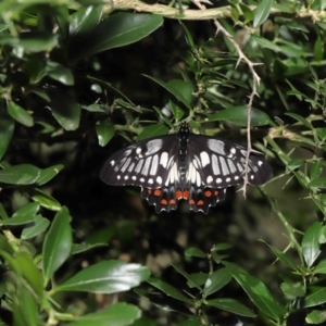 Papilio anactus at Acton, ACT - suppressed