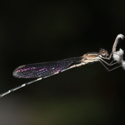 Austrolestes leda (Wandering Ringtail) at Acton, ACT - 11 Mar 2022 by TimL