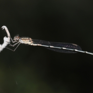 Austrolestes leda at Acton, ACT - 11 Mar 2022