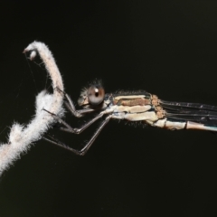 Austrolestes leda at Acton, ACT - 11 Mar 2022