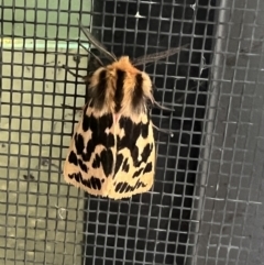 Ardices curvata (Crimson Tiger Moth) at Pialligo, ACT - 14 Mar 2022 by FeralGhostbat