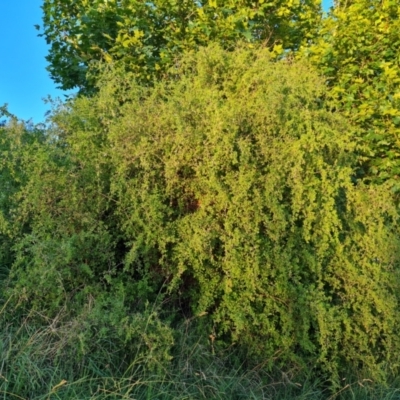 Lycium ferocissimum (African Boxthorn) at Parkes, ACT - 13 Mar 2022 by Mike