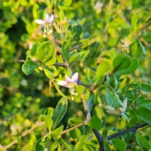 Lycium ferocissimum at Parkes, ACT - 14 Mar 2022