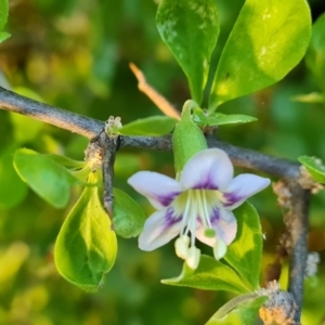 Lycium ferocissimum at Parkes, ACT - 14 Mar 2022