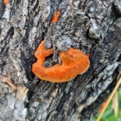 Trametes coccinea (Scarlet Bracket) at Parkes, ACT - 14 Mar 2022 by Mike