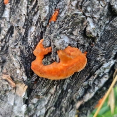 Trametes coccinea (Scarlet Bracket) at Parkes, ACT - 13 Mar 2022 by Mike