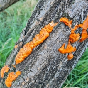 Trametes coccinea at Parkes, ACT - 14 Mar 2022 07:40 AM