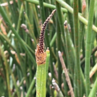 Eleocharis sphacelata (Tall Spike-rush) at Paddys River, ACT - 13 Mar 2022 by JaneR