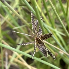 Cyperus sanguinolentus at Paddys River, ACT - 13 Mar 2022