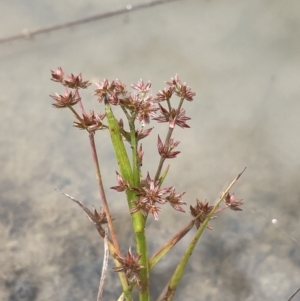 Juncus prismatocarpus at Paddys River, ACT - 13 Mar 2022