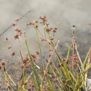 Juncus prismatocarpus at Paddys River, ACT - 13 Mar 2022