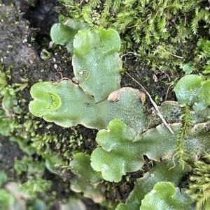 Lunularia cruciata at Cotter River, ACT - 13 Mar 2022