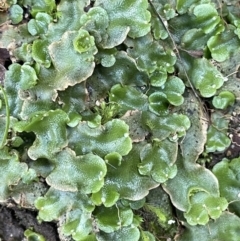 Lunularia cruciata at Cotter River, ACT - 13 Mar 2022