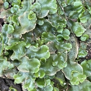 Lunularia cruciata at Cotter River, ACT - 13 Mar 2022