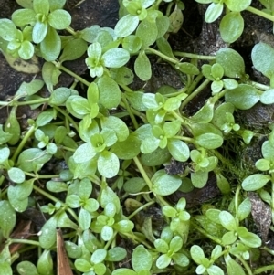 Callitriche stagnalis at Cotter River, ACT - 13 Mar 2022