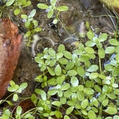 Callitriche stagnalis at Cotter River, ACT - 13 Mar 2022