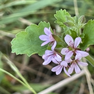 Pelargonium australe at Cotter River, ACT - 13 Mar 2022