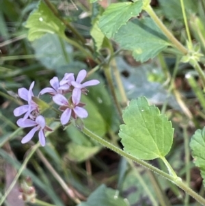 Pelargonium australe at Cotter River, ACT - 13 Mar 2022