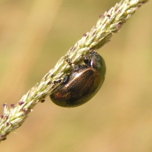 Chrysolina quadrigemina at Stromlo, ACT - 13 Mar 2022