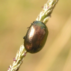 Chrysolina quadrigemina at Stromlo, ACT - 13 Mar 2022