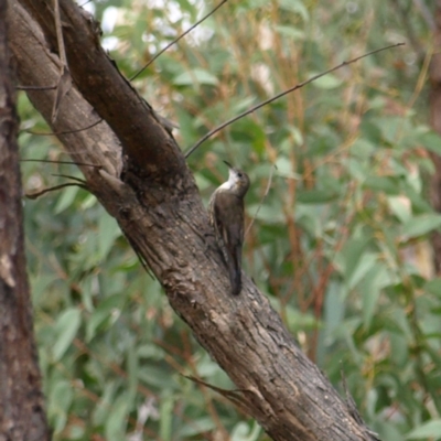 Cormobates leucophaea (White-throated Treecreeper) at Stromlo, ACT - 13 Mar 2022 by MatthewFrawley