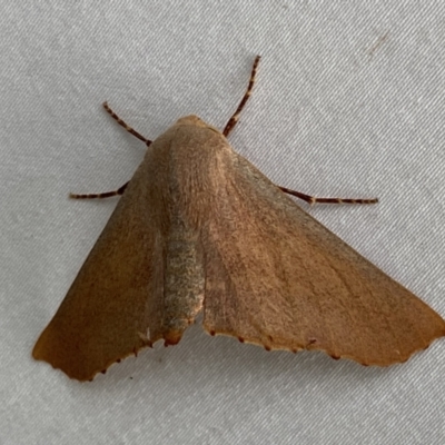 Monoctenia smerintharia (Dark Leaf Moth) at Numeralla, NSW - 14 Mar 2022 by SteveBorkowskis
