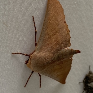 Monoctenia smerintharia at Numeralla, NSW - 14 Mar 2022