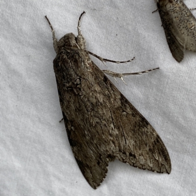 Agrius godarti (Godart's Hawk Moth) at Numeralla, NSW - 14 Mar 2022 by SteveBorkowskis