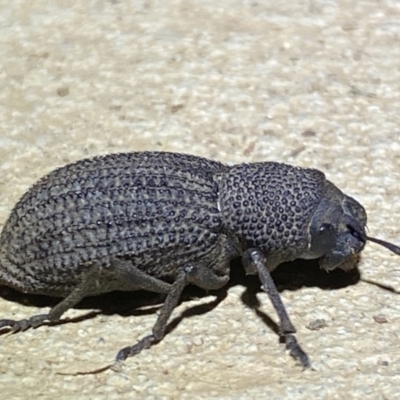 Amycterus sp. (genus) (Ground weevil) at Numeralla, NSW - 13 Mar 2022 by Steve_Bok