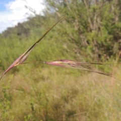 Themeda triandra (Kangaroo Grass) at Paddys River, ACT - 30 Nov 2021 by MichaelBedingfield