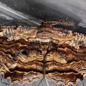 Scioglyptis lyciaria at Page, ACT - 14 Mar 2022