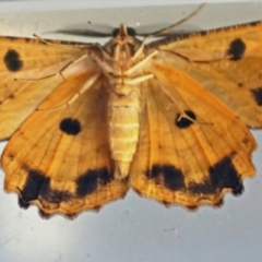 Scioglyptis lyciaria at Page, ACT - 14 Mar 2022