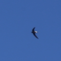 Hirundapus caudacutus (White-throated Needletail) at Googong, NSW - 14 Mar 2022 by Wandiyali