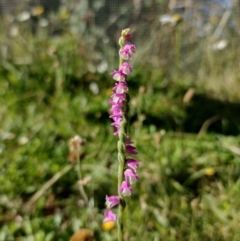 Spiranthes australis (Austral Ladies Tresses) at Northangera, NSW - 9 Feb 2022 by MelitaMilner