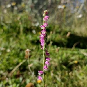 Spiranthes australis at Northangera, NSW - suppressed