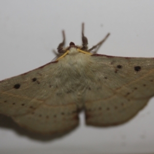 Anthela acuta at Tathra, NSW - 14 Mar 2022 12:09 AM
