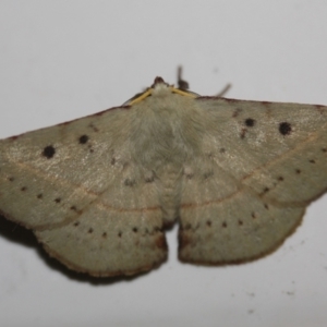 Anthela acuta at Tathra, NSW - 14 Mar 2022 12:09 AM