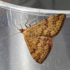 Scopula rubraria (Reddish Wave, Plantain Moth) at Crooked Corner, NSW - 13 Mar 2022 by Milly