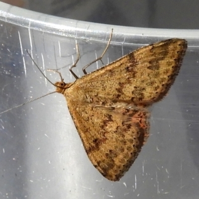 Scopula rubraria (Reddish Wave, Plantain Moth) at Crooked Corner, NSW - 14 Mar 2022 by Milly